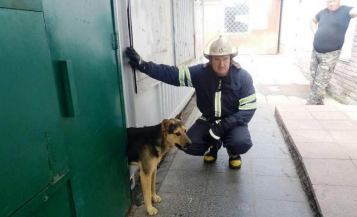 Рятувальники витягли собаку із залізної пастки
