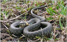 На Уманщині в житловому будинку виявили змію