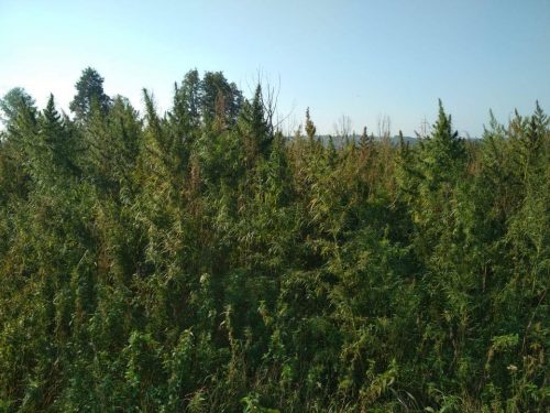 На Черкащині була знищена масштабна плантація конопель