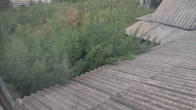 На Жашківщині чоловік засадив земельну ділянку коноплею (фото)