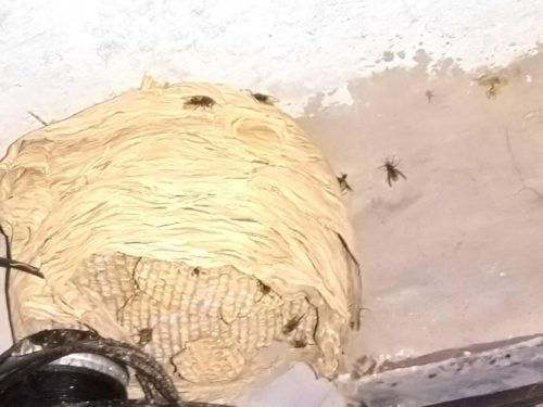В одній із шкіл на Черкащині виявили гніздо шершнів