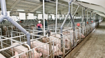 Австралійський фермер інвестує 3 млн долларів в реконструкцію свинокомплексу на Черкащині