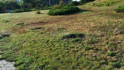 «Руки б їм повикручувало»,- реакція черкасців на зламані вандалами сакури