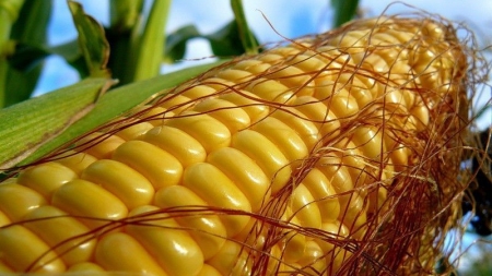 Черкаські аграрії почали збирати врожай кукурудзи