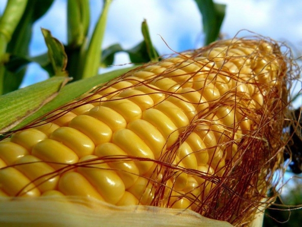 Черкаські аграрії почали збирати врожай кукурудзи