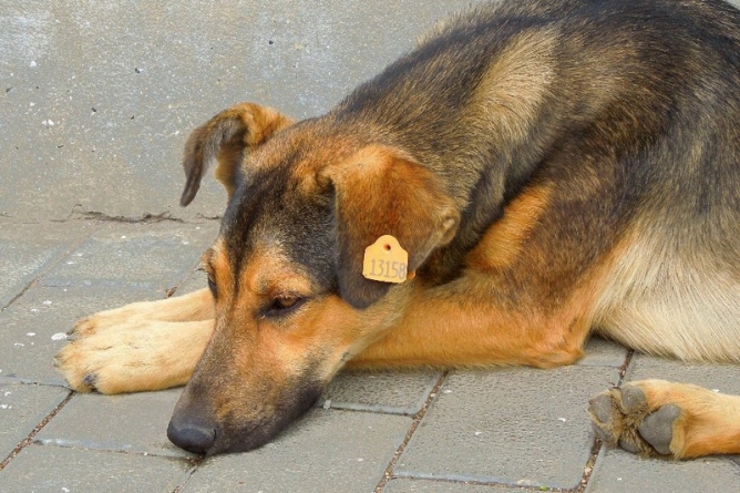 У Чорнобаї запроваджують програму гуманного поводження з безпритульними тваринами
