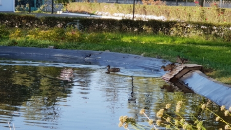 У Черкасах водойму біля “водоканалу” облюбували дикі качки (фото)