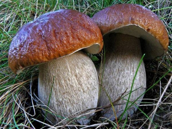 На Черкащині загинув 6-річний хлопчик, поласувавши грибами