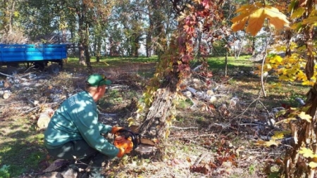 У черкаських парках розпочали боротьбу із сухими деревами (фото)