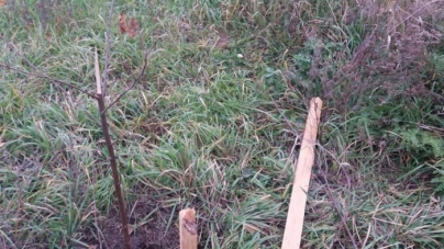 У Смілі вандали понівечили дерева в новому парку (фотофакт)