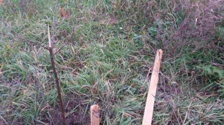 У Смілі вандали понівечили дерева в новому парку (фотофакт)