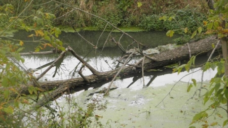 Екологічний стан річки Гнилий Тікич турбує місцевих жителів