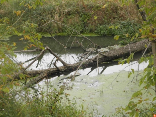 Екологічний стан річки Гнилий Тікич турбує місцевих жителів