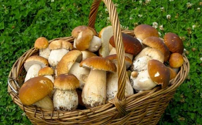 Небезпечне частування: шестеро уманчан отруїлися грибами