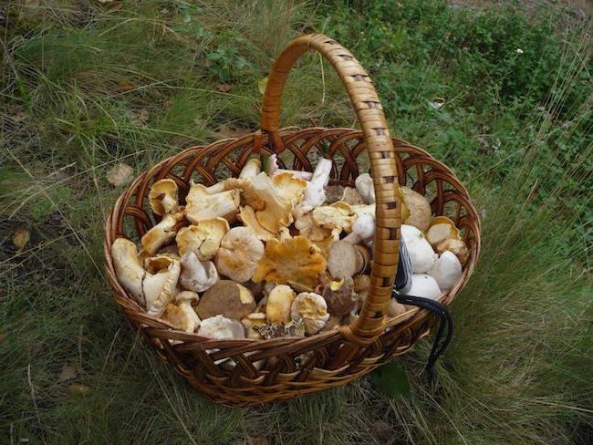 Ще одна жертва грибів: на Черкащині померла жінка