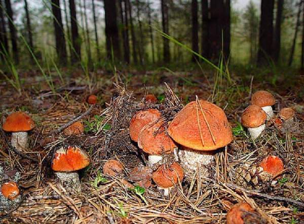 На Черкащині побільшало випадків отруєння грибами