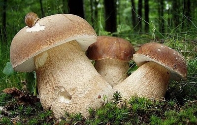 У Шполі троє людей отруїлося грибами