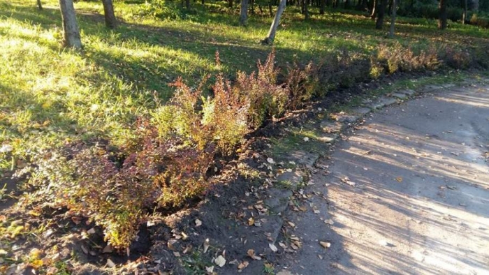 У черкаських парках висадили молоді кущі та дерева (фото)