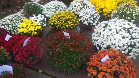 Квіткова феєрія у черкаській гімназії (фото)