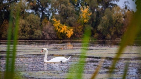 В Каневі на озері оселився білий красень (фотофакт)