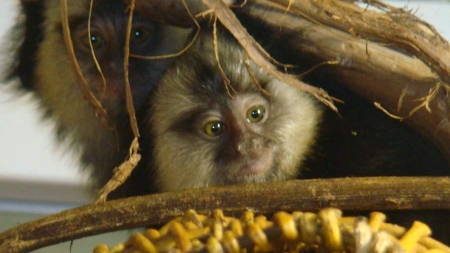 У зоопарку Черкас поповнилася колекція мавпочок (ФОТО)