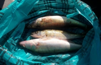 За добу браконьєри наловили 47 кг риби