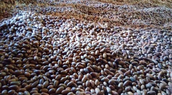 12 тонн лісового насіння заготовили Камя’нські лісівники