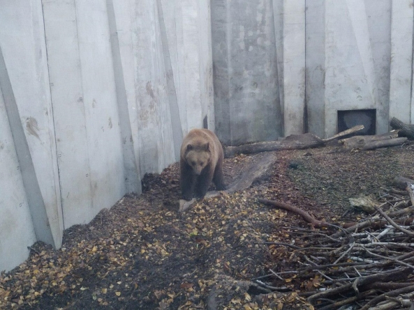 У Черкаському зоопарку триває підготовка до зими
