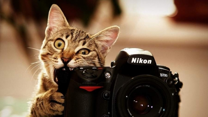 Фотосесія для безпритульного кота: лайфхак від черкаських зооволонтерів (відео)
