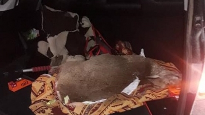 На Черкащині браконьєр застрелив косулю (фото)