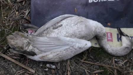 На Черкащині в заказнику браконьєри застрелили лебедя (фото)