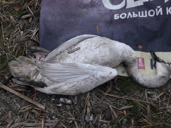 На Черкащині в заказнику браконьєри застрелили лебедя (фото)
