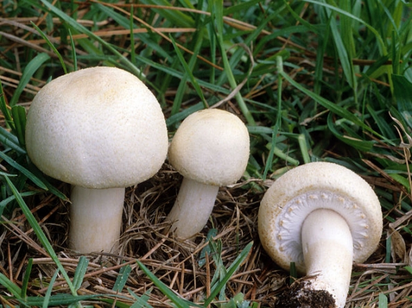 На Черкащині від отруєння грибами померла жінка