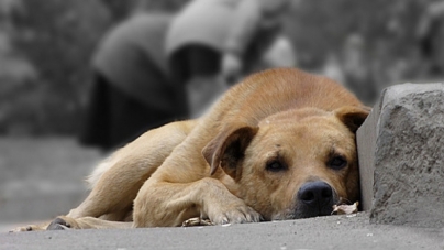 Як на Черкащині вирішується питання безпритульних тварин гуманними методами?