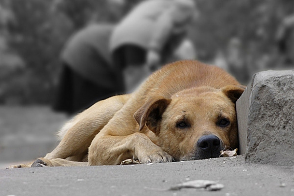 Як на Черкащині вирішується питання безпритульних тварин гуманними методами?