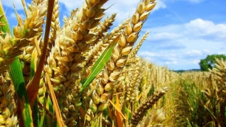 Черкащина збільшила врожайність зернових