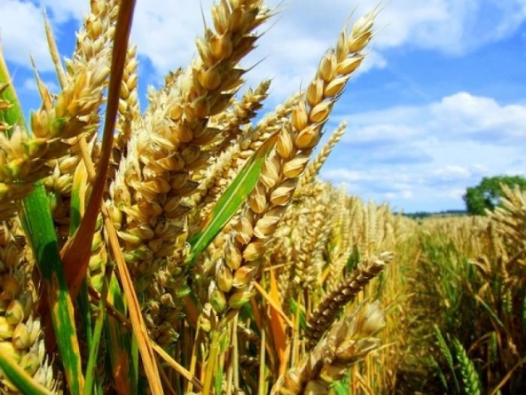 Черкащина збільшила врожайність зернових