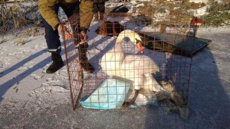 Пораненого лебедя врятували на Тальнівщині