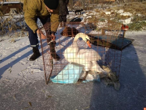 Пораненого лебедя врятували на Тальнівщині