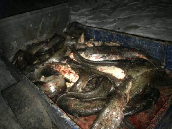 Упіймали браконьєра, який під Черкасами наловив 300 кг риби