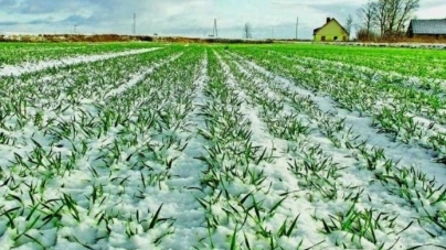 Погода на Черкащині сприяє росту озимини