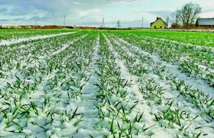 Погода на Черкащині сприяє росту озимини
