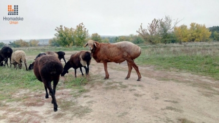 На Уманщині підприємець вирощує овець цінної породи