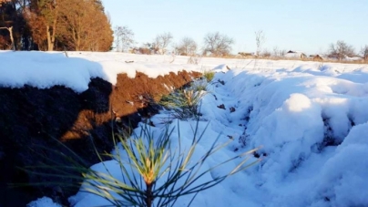 Лісівники Черкащини висадили плантацію новорічних ялинок