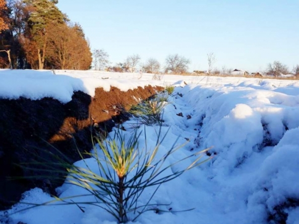 Лісівники Черкащини висадили плантацію новорічних ялинок