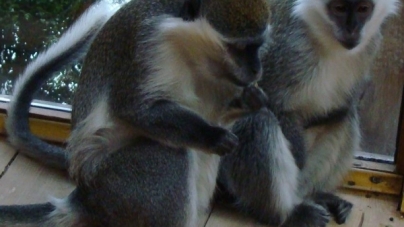 У пухнастих приматів Черкаського зоопарку сьогодні свято (фото)