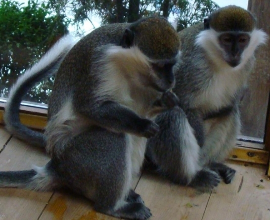 У пухнастих приматів Черкаського зоопарку сьогодні свято (фото)