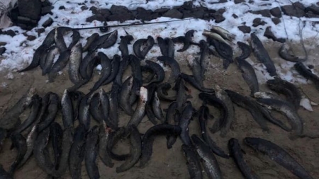 На Черкаському водосховищі браконьєр виловив понад 80 сомів (фото)