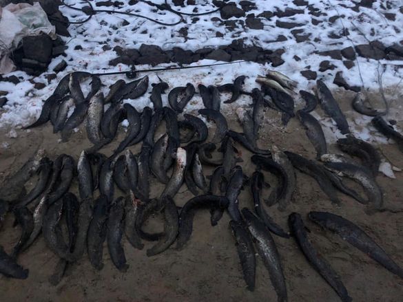 На Черкаському водосховищі браконьєр виловив понад 80 сомів (фото)