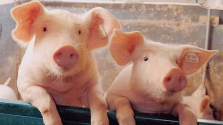 На Черкащині виявили звалище мертвих свиней